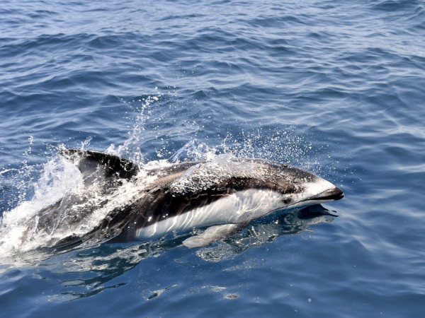 大興奮！ドルフィンクルーズ | NATURES. | 自然体験・キャンプ・ワー