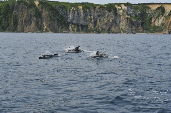 イルカル Hazet 179NXL-7/265 Tool Trolley Assistent with 265 Tools – Haus of