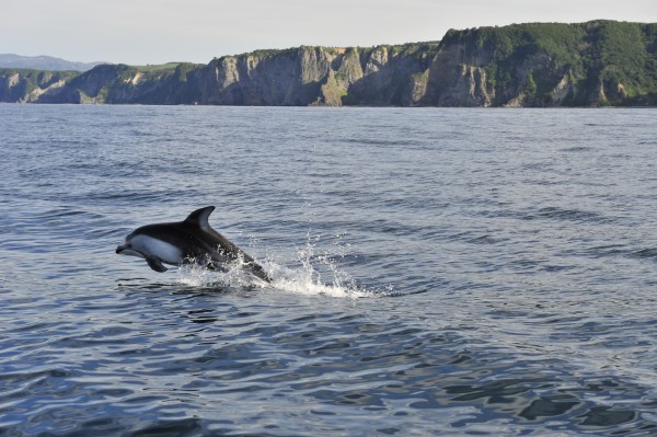 イルカル TRIM FRONT DOOR RH (BEIGE): MARUTI SUZUKI 83710M78L00-W3W