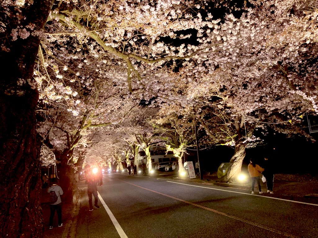 夕方桜 夜の森の桜のトンネル～映画「Fukushima50」でも登場した桜並木