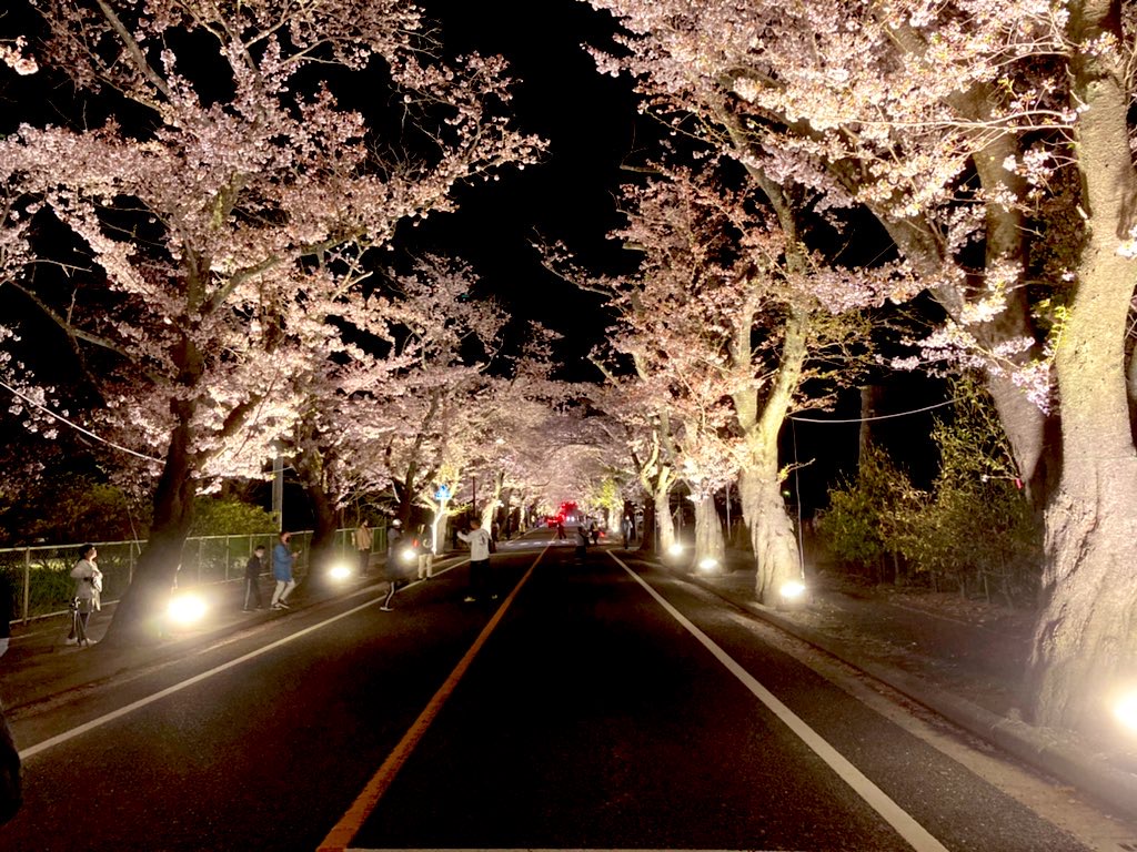 夜の森の桜のトンネル～映画「Fukushima50」でも登場した桜並木
