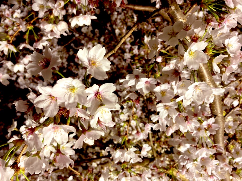 夜の森の桜のトンネル～映画「Fukushima50」でも登場した桜並木