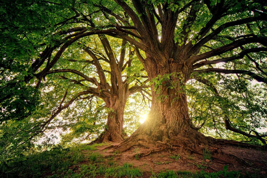 改めて考える樹木の役割とは。地球と人類を守る重要な鍵 | NATURES. | 自然体験・キャンプ・ワーケーション・SDGs・離島企画